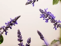 Rituals Skincare Per Lei|Anti-Ageing Serum