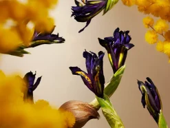 Rituals Candele Profumate|Orris Mimosa Scented Candle
