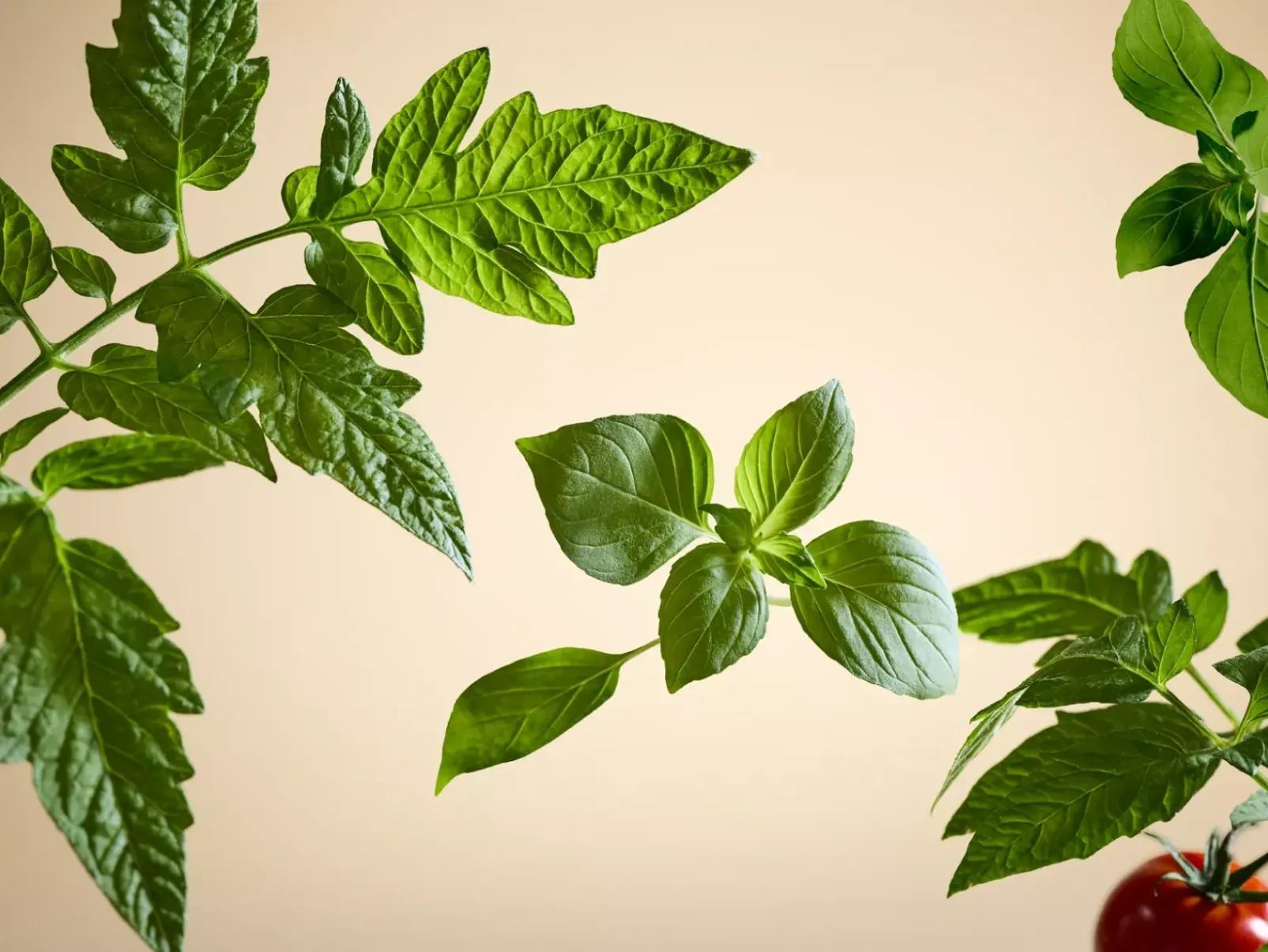 Rituals Fragranze Per Auto|White Basil Car Air Freshener
